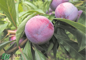 脆紅李什么時候成熟？脆紅李幾月成熟？