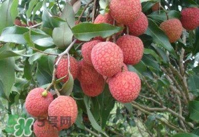 白糖罌荔枝怎樣保果的？白糖罌荔枝和白蠟的區(qū)別