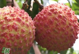 荔枝什么品種最好吃？什么品種的荔枝最貴