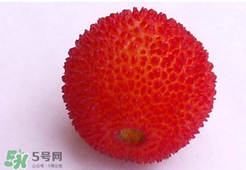 楊梅籽可以吃嗎？吃楊梅籽有什么好處？
