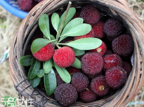 楊梅籽可以種嗎？楊梅籽怎么種小盆栽?？