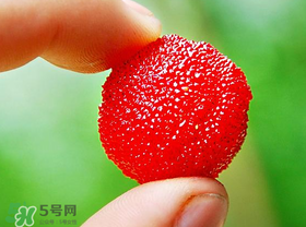楊梅一天最多吃多少？楊梅一次能吃多少？