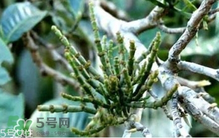 什么是螃蟹腳茶？螃蟹腳茶的功效禁忌
