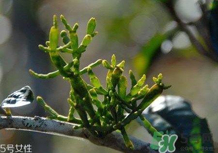 螃蟹腳茶多少錢一斤2017？螃蟹腳茶的價格
