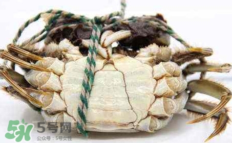 為什么說六月黃有公蟹沒有母蟹？怎樣區(qū)分螃蟹的公母
