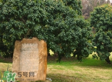 掛綠為什么只有一株？掛綠荔枝為什么不多種？