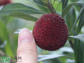 楊梅放冰箱能放幾天？楊梅可以放冰箱嗎？