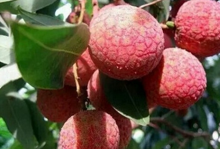 黑葉荔枝好吃嗎？黑葉荔枝多少錢一斤2017？