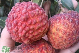 荔枝王是什么品種？荔枝王多少錢(qián)一斤2017？