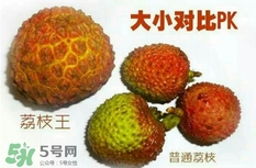 荔枝王好吃嗎？荔枝王和妃子笑的區(qū)別