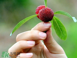 楊梅和花生能一起吃嗎？吃了楊梅還能吃生花生嗎？