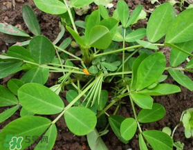 六月份還可以種花生嗎？六月份種花生可以嗎？