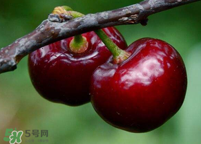六月份還有櫻桃嗎？6月還有櫻桃嗎？