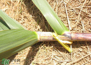 掃把蟲(chóng)是什么？掃把蟲(chóng)能吃嗎？