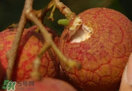 荔枝王的產(chǎn)地是哪里？荔枝王產(chǎn)地在哪兒