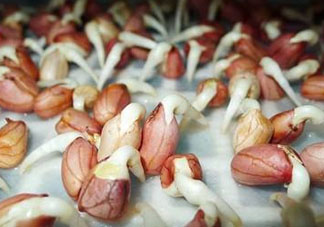 六月份還可以種花生嗎？六月份種花生可以嗎？