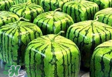 方形西瓜多少錢一斤2017？ 方形西瓜模具一個多少錢