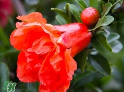 石榴花花語代表什么意思？石榴花花語是什么意思