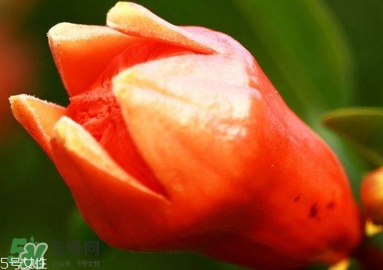 石榴花有毒嗎？石榴花能吃嗎？