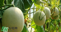 甜瓜怎么挑？甜瓜挑選方法