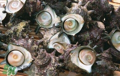 死海螺能吃嗎？死海螺可以吃嗎