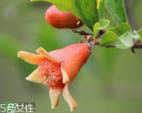 石榴花有毒嗎？石榴花能吃嗎？