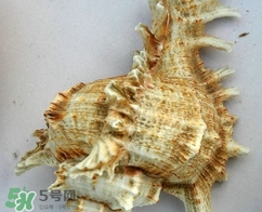 海螺是寒性的嗎？海螺是熱性還是涼性的