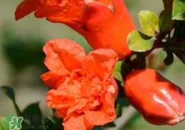 石榴花花語代表什么意思？石榴花花語是什么意思