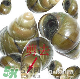海螺怎樣吃才正確圖解？海螺哪里不能吃圖示