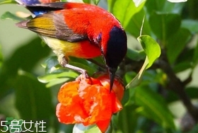 石榴花有毒嗎？石榴花能吃嗎？