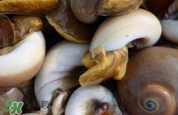 海螺是發(fā)物嗎？海螺是不是發(fā)物