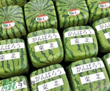 方形西瓜是如何種出來(lái)的？方形西瓜是怎么長(zhǎng)成的