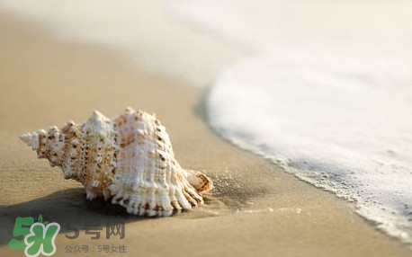 海螺是蒸還是煮？海螺的尾部是黃還是屎