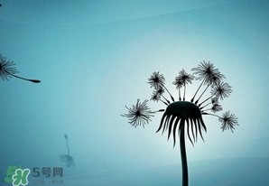 蒲公英開(kāi)花了還能吃嗎？蒲公英開(kāi)花的好還是不開(kāi)花的好？