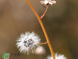 蒲公英開(kāi)花了還能吃嗎？蒲公英開(kāi)花的好還是不開(kāi)花的好？