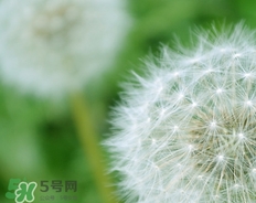 蒲公英開(kāi)花了還能吃嗎？蒲公英開(kāi)花的好還是不開(kāi)花的好？