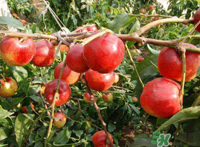 油桃和西紅柿能一起吃嗎？毛桃和西紅柿能一起吃嗎？