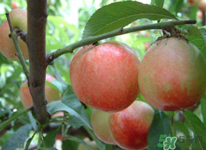 油桃和西紅柿能一起吃嗎？毛桃和西紅柿能一起吃嗎？