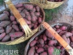 紅土豆是轉(zhuǎn)基因的嗎？紅土豆和正常土豆的區(qū)別