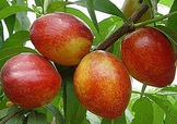 油桃和西紅柿能一起吃嗎？毛桃和西紅柿能一起吃嗎？
