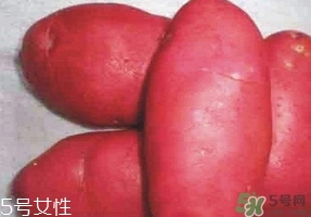 紅土豆是轉(zhuǎn)基因的嗎？紅土豆和正常土豆的區(qū)別