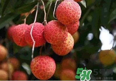 糯米糍荔枝多少錢一斤2017？糯米糍荔枝市場價格