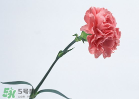 父親節(jié)可以送康乃馨嗎？父親節(jié)送康乃馨好不好？