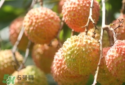 桂味荔枝和妃子笑哪個好吃？桂味荔枝和妃子笑區(qū)別