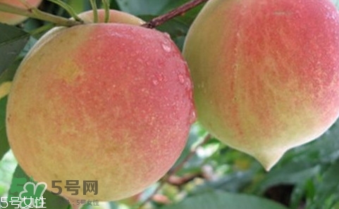 鷹嘴桃多少錢一斤2017？鷹嘴桃市場價格