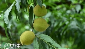 鷹嘴桃種植應(yīng)注意哪些？鷹嘴桃什么時(shí)間修剪