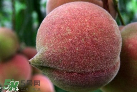 九仙桃怎么保鮮？九仙桃可保鮮多長時(shí)間