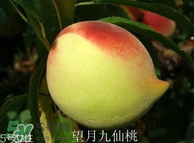 九仙桃什么時候成熟？九仙桃什么時候上市