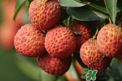 糯米糍荔枝產(chǎn)地是哪里？糯米糍荔枝上火嗎