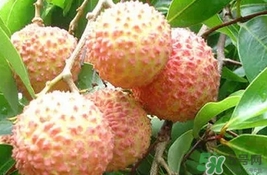桂味荔枝多少錢一斤2017？桂味荔枝價格